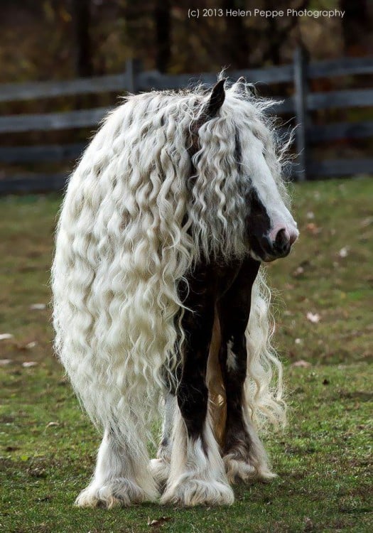 caballo con cabello largo blanco