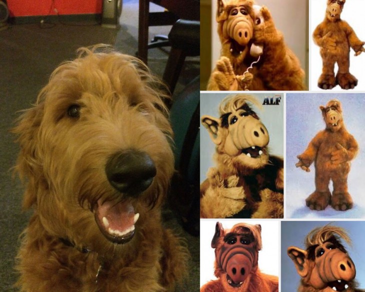 perro que se parece a alf