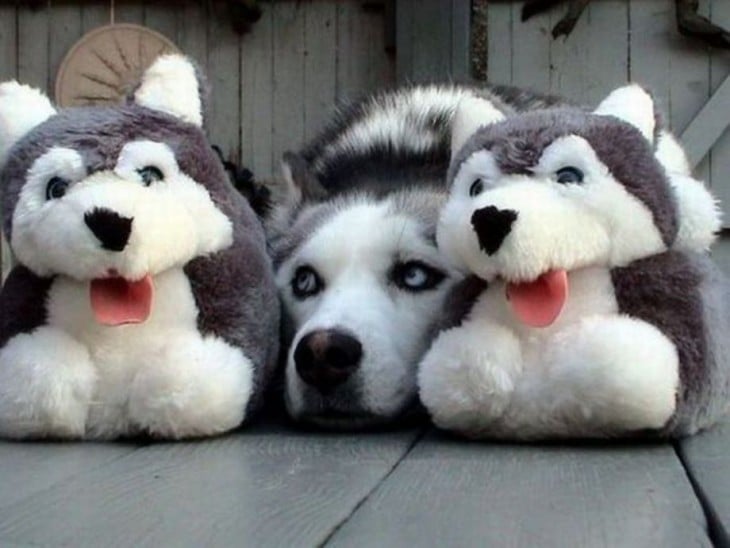 husky con dos peluches huskies