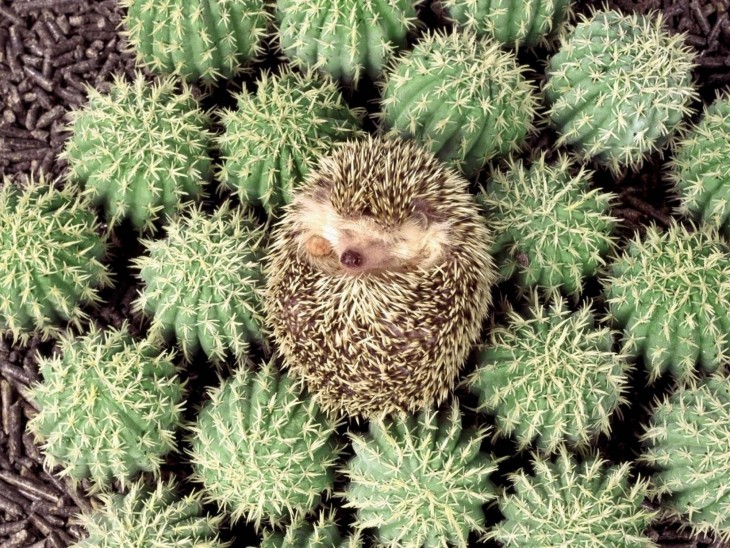 puerco espín con cactus