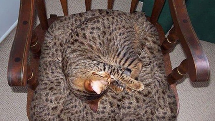gato camuflado en la silla