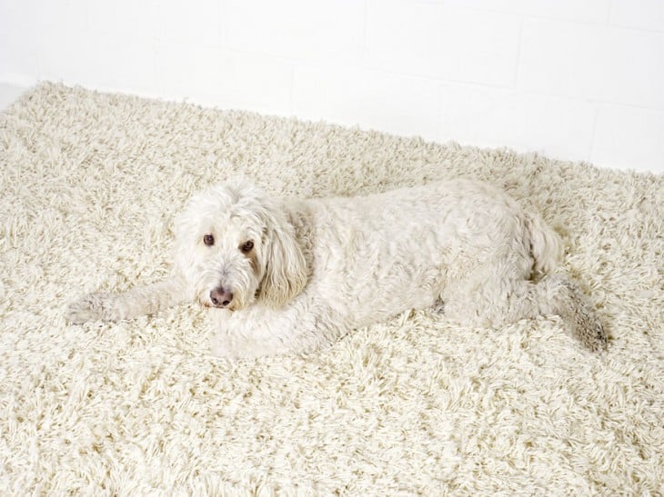 perro blanco camuflado en alfombra blanca