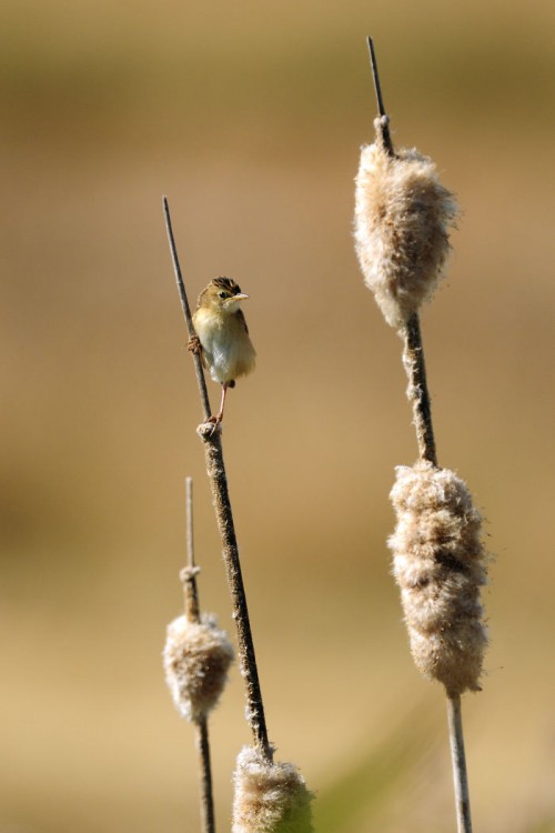 pajarito al lado de su nido