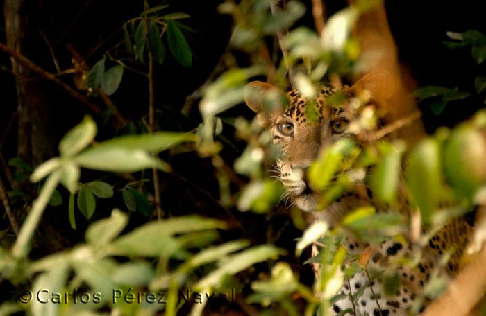 jaguar escondido en la vegetacion