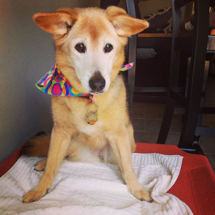 perrito con su collar de colores