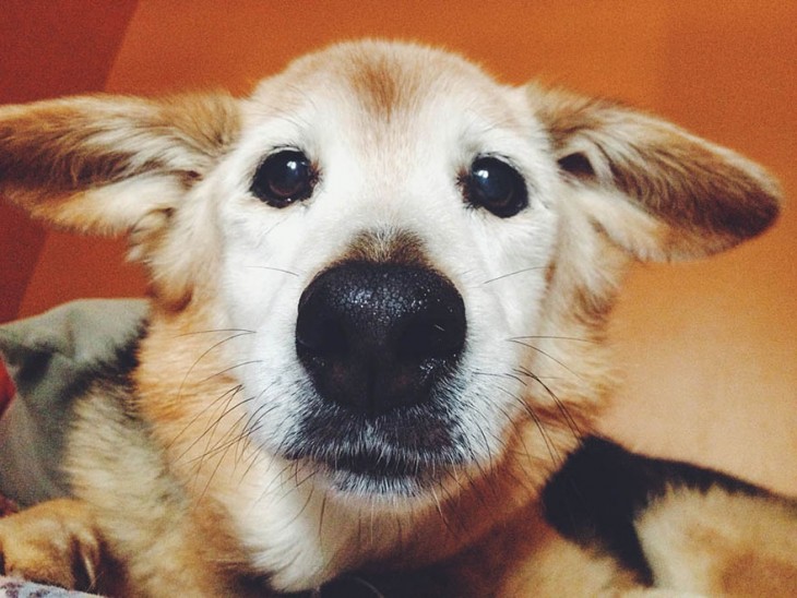 una fotografía de la cara de su perrito