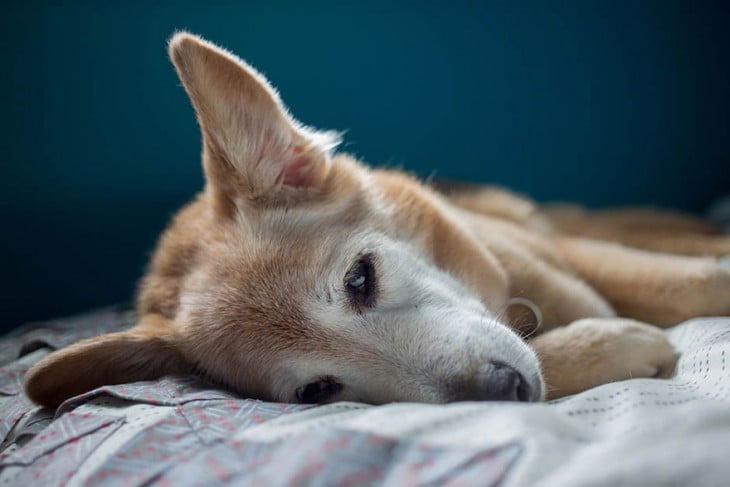 perrita triste acostada