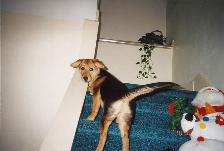 perrito subiendo las escaleras