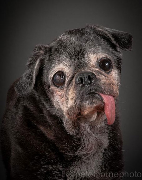 perro negro triste con la lengua de fuera