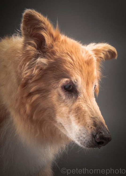 perro collie de perfil con orejas para abajo