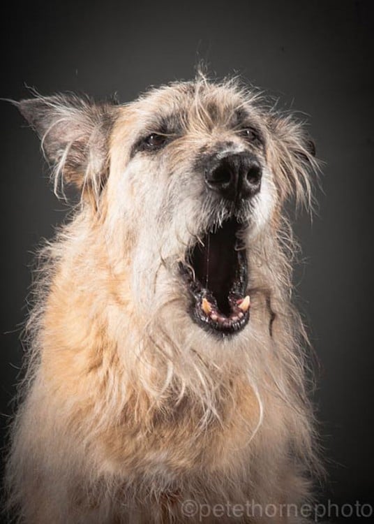 perro anciano que esta bostezando