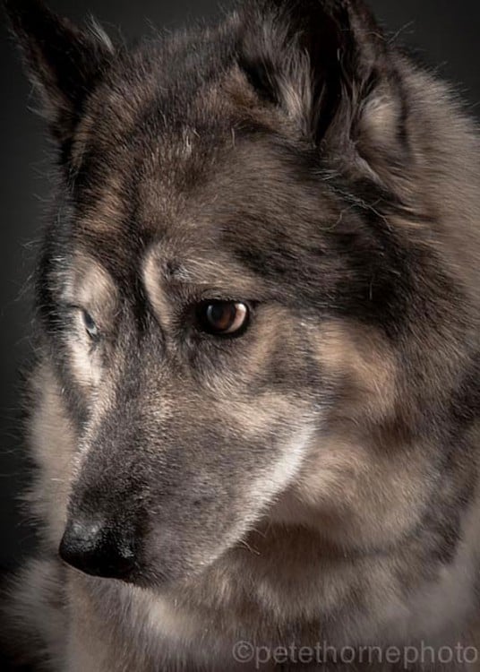 perro gris con negro con mirada triste