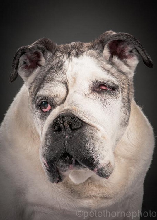 perro blanco con negreo sin un ojo