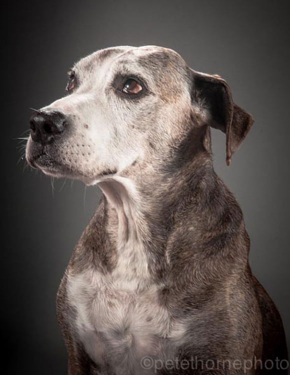 perro gris de perfil