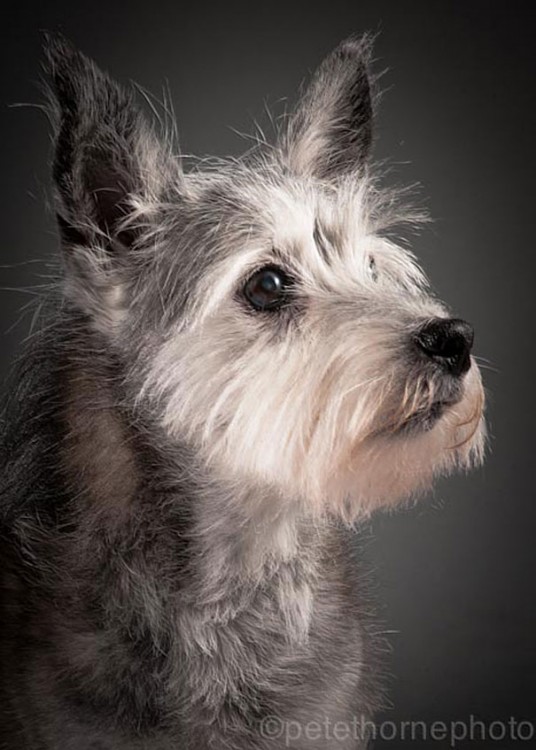 perro anciano de perfil de raza schnauzer