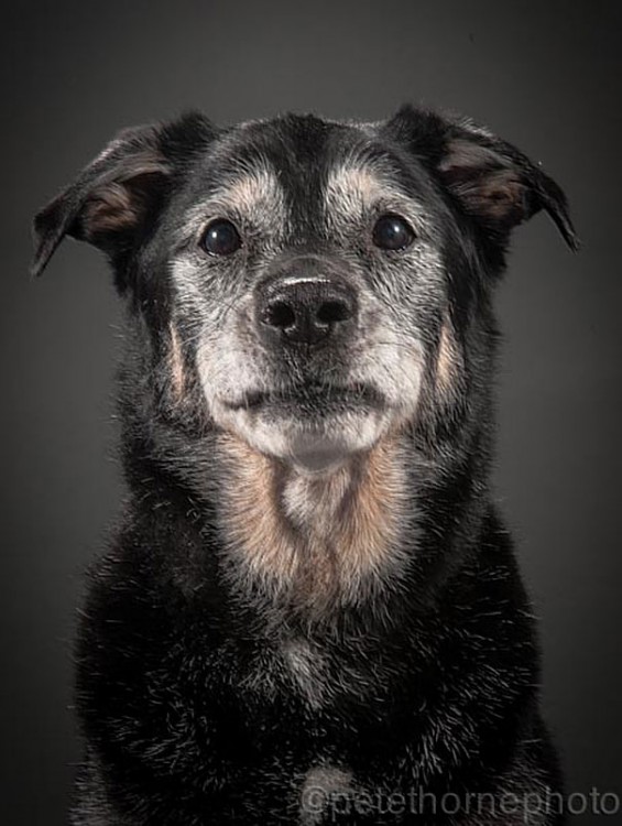 perro negro con mirada triste