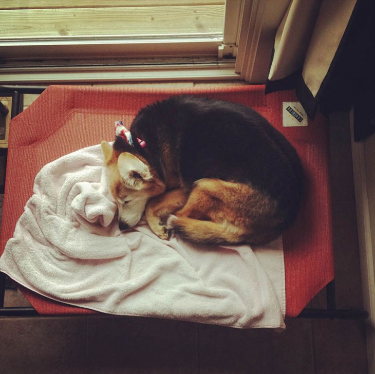 perro dormido con pañoleta en el cuello