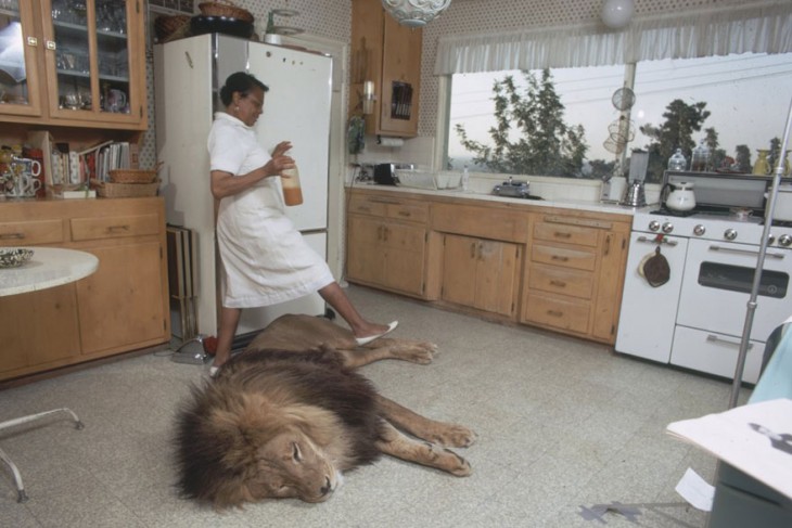 la sirvienta pasa a un lado del leon que esta acostado en la cocina