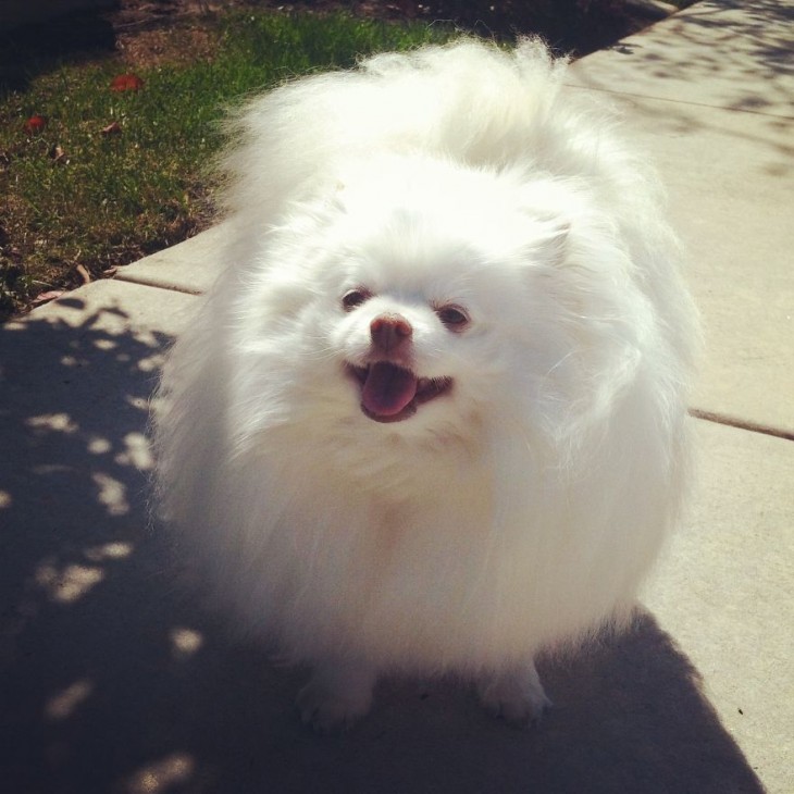 pomerano blanco