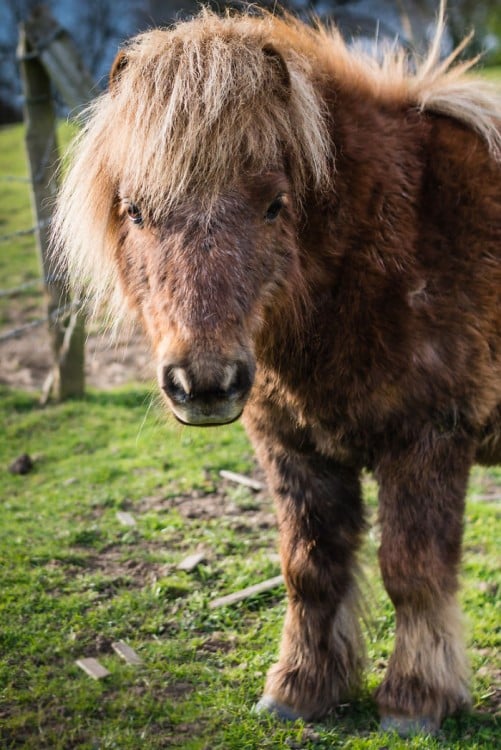 pony peludo