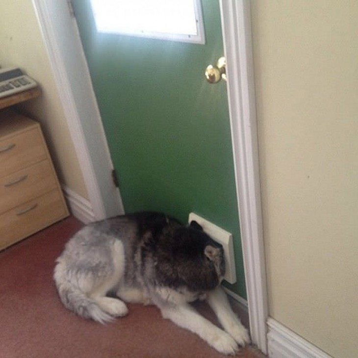 perro asomandose por una puerta verde