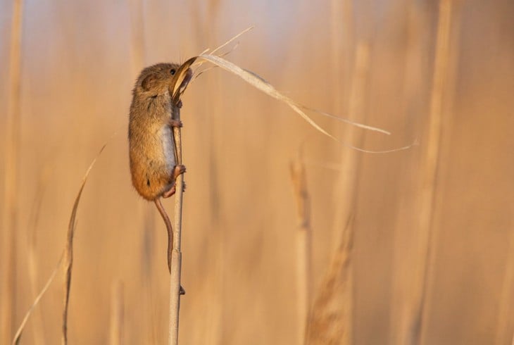 ratón en trigo