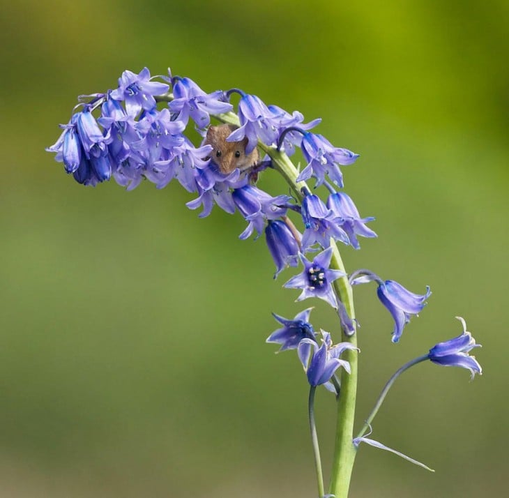 ratón en flores