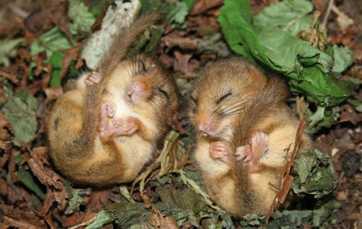 2 ratoncitos durmiendo