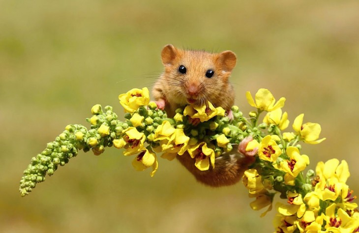 ratón en flores