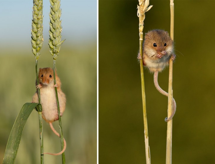 ratón en trigo