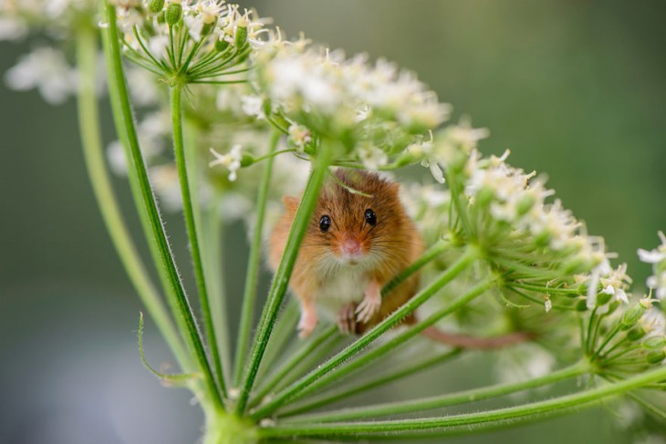 ratón en flores