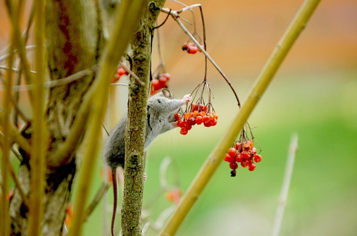 ratón comiendo fores