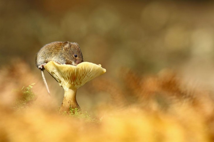 ratón arriba de una flor