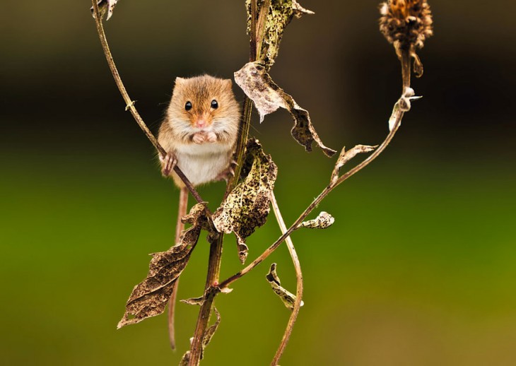 ratón en trigo