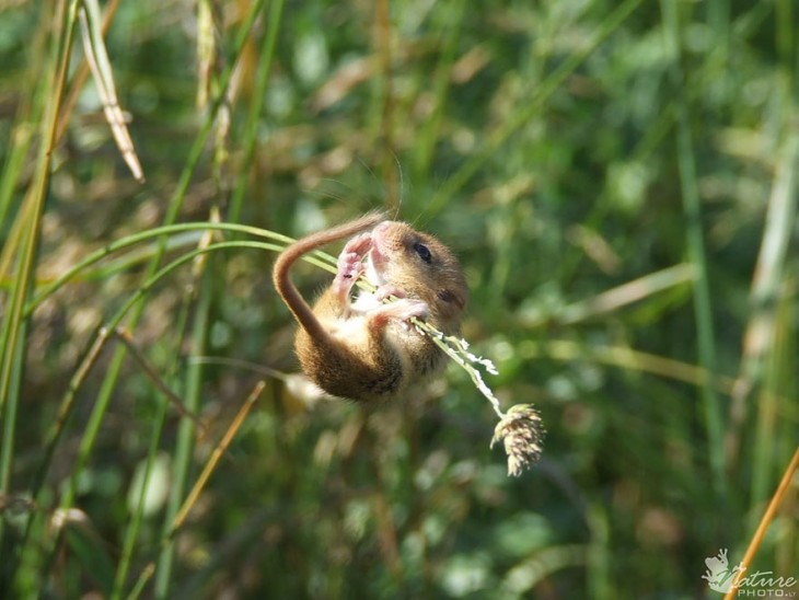 ratón en trigo