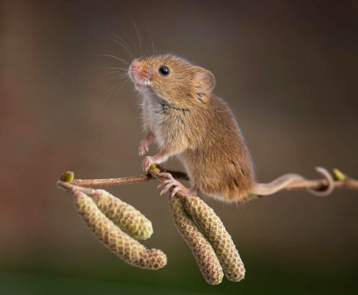 ratón arriba de una espiga de trigo