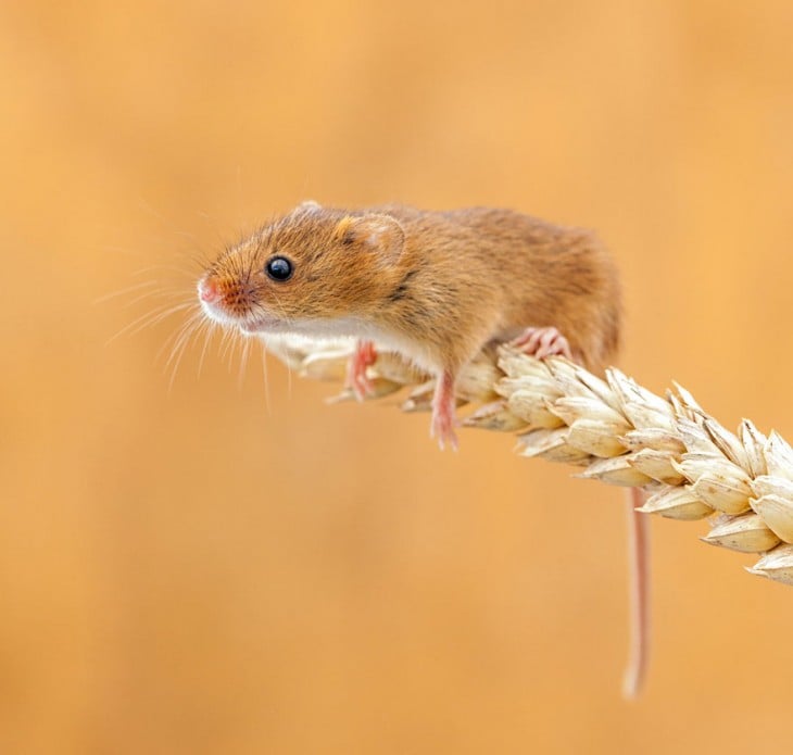 ratón en espiga de trigo