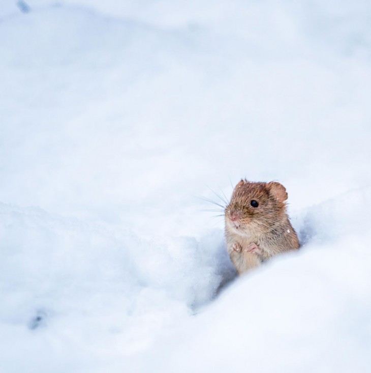 ratón en la nieve