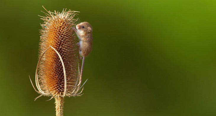 ratón en el campo