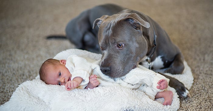 Razones Que Desmienten Que Los Pitbull Son Una Raza Violenta