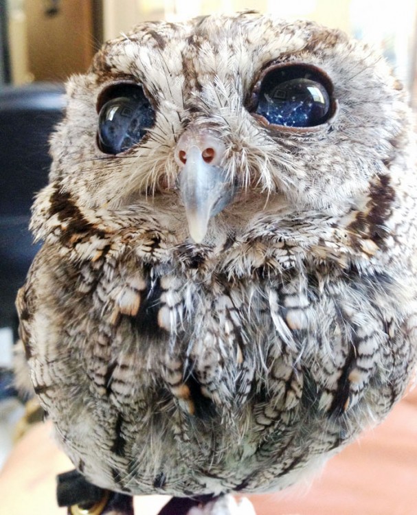 buho que es ciego pero en sus ojos se ven las estrellas