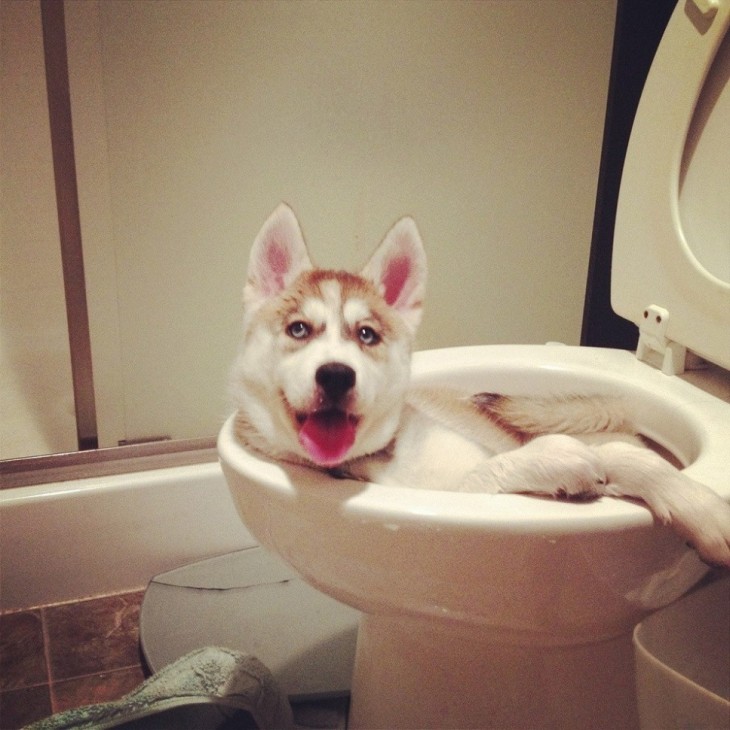 perro adentro de la taza del baño