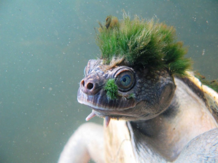 tortuga con cabello punk verde