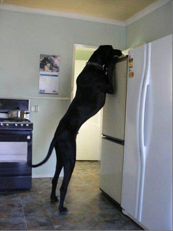 perro buscando comida en un refrigerador