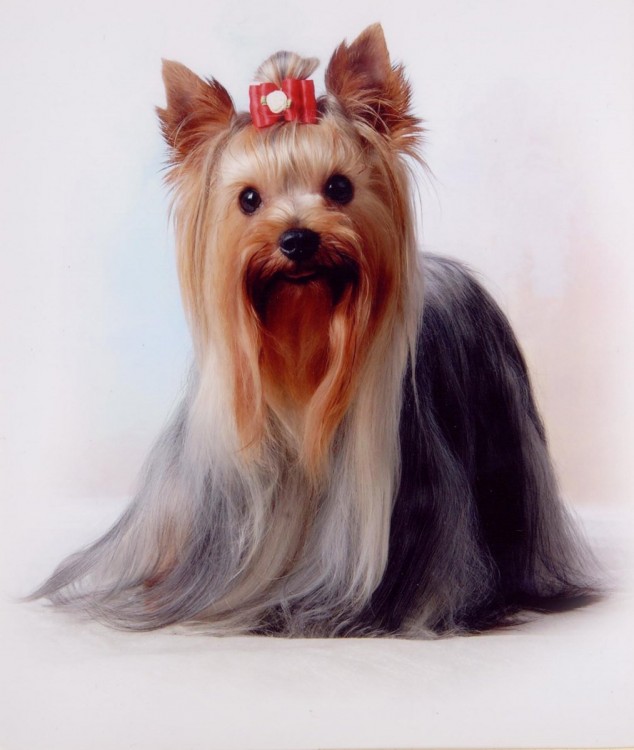 perrita raza yorkshire terrier