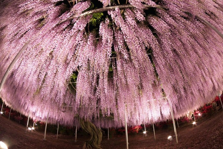 árbol del que cuelgan flores en color rosa 
