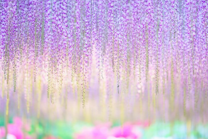 flores multicolor del árbol whisteria 144 años 