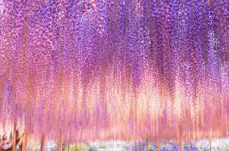 flores colgantes multicolor del árbol whisteria, japón 