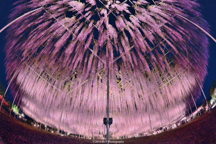 soportes del árbol whisteria en Japón 