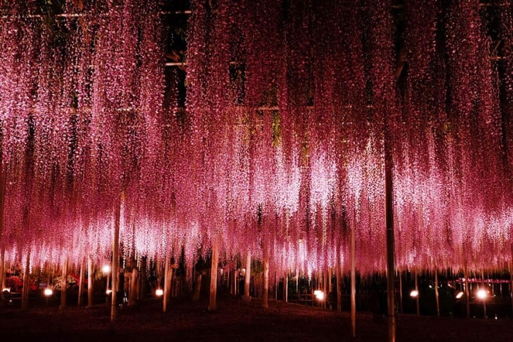 árbol whisteria en Japón por la noche 